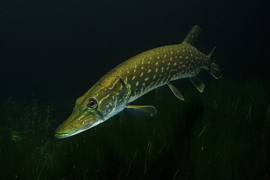 Hecht-Angelger&auml;te-M&ouml;nck-klein