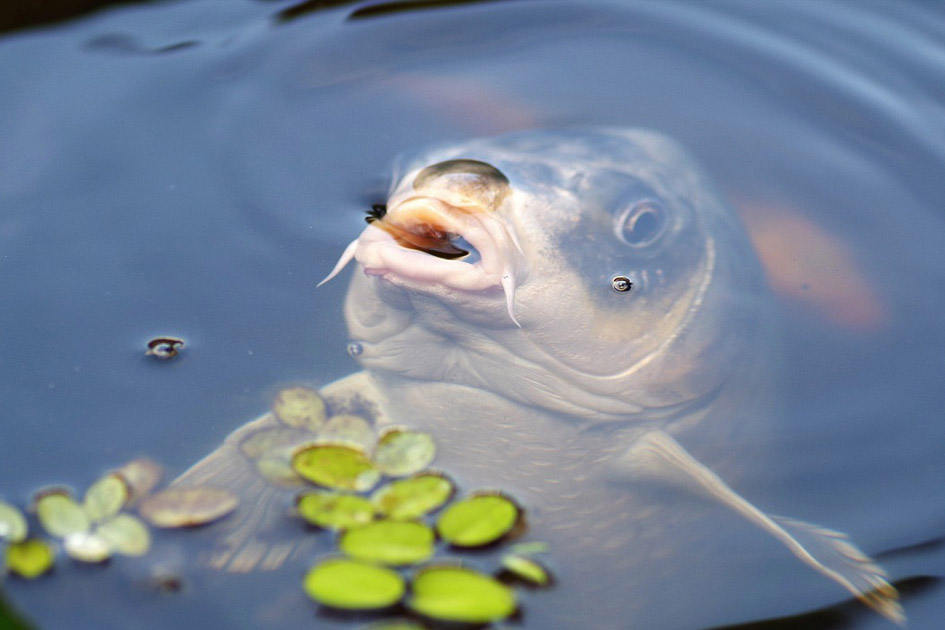 Karpfen-Angelger&auml;te-M&ouml;nck-klein