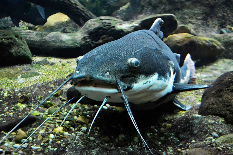 Wels-Angelger&auml;te-M&ouml;nck-klein